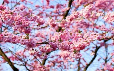 Cabinet de psychologues en fonction des moyens financiers Maisons Alfort